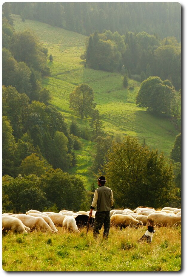 A shepherd with his flock
